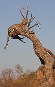 Leopard lying on a dead tree Savuti Chobe NP Botswana  ; cornered by wild dogs 