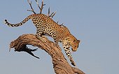 Leopard down a dead tree Savuti Chobe NP Botswana