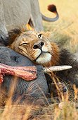 Lion resting on an elephant killed Savuti Chobe NP Botswana ; after the hunt