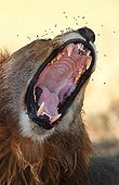 Portrait of Lion yawning and flies Savuti Chobe Botswana 