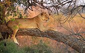 Lioness lying on a branch Savuti Chobe NP Botswana  ; to escape the onslaught of a lone buffalo