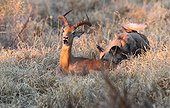 Wild Dog devouring a Impala alive PN Moremi Botswana 