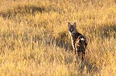 Serval hunting going on in Savannah Moremi NP Botswana 