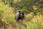Grizzly female in bushes Canada