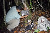 Jaguar or Puma Camera trap survey in Belize  ; Blancaneaux lodge. The property of Francis Ford Coppola, in the heart of the national park of Pines, participated in many projects for the protection of nature. here, the naturalist Roni Martinez 