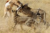Cheetahs catching a Springbok Kgalagadi South Africa  ; The cheetah family tries to control their prey struggling as she can. 