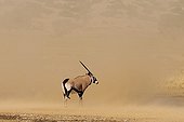 Oryx in a tornado of sandKalahari Kgalagadi South Africa 