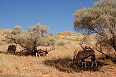 Oryx grazing in the dunes Kgalagadi South Africa