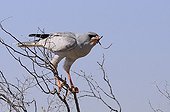 Pale Chanting Goshawk eating a mouse Kgalagadi South Africa
