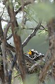 Chick in its nest Kgalagadi South Africa