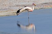 James Flamingo Lagoon Chaxa Salar de Atacama Chile