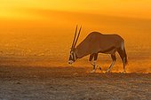 Gemsbok walking in the Auob dry riverbed in the morning
