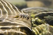 Larva Stonefly on pebble in the river Gervanne France  ; Polluo most-sensitive species