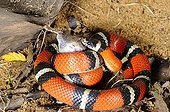 Milk snake eating a mouse terrarium France  ; Snake head looking to start his prey swallow