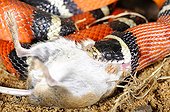 Milk snake swallowing a mouse terrarium France ; Snake head looking to start his prey swallow