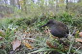 Water Rail on the bank Lorraine France 