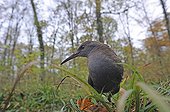 Water Rail on the bank Lorraine France 