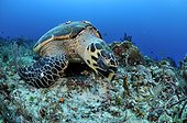 Hawksbill turtle feeding on the reef Yucatan Mexico