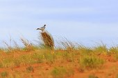 Pale chanting-goshawk on a bush in Kalahari desert