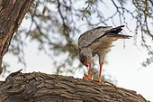 Pale chanting-goshawk eating a prey in a tree Kalahari