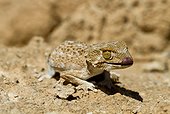 Helmeted Gecko on rock Southern Morocco