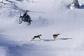 Helicopter and Woodland Caribou on snowy summit Gaspésie ; A team from the department of Natural Resources and Wildlife of Quebec caribou flew by helicopter to capture in order to equip them with GPS collars / ARGOS. Conservation Project of mountain caribou ecotype.