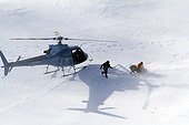 Capture by helicopter from Caribous des bois Gaspésie Canada ; A team from the department of Natural Resources and Wildlife of Quebec captured a caribou with a projected net from a helicopter. Project collaring GPS / ARGOS project for conservation of mountain caribou ecotype.