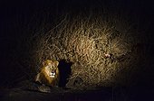 Lion illuminated by a flashlight Kruger South Africa  ; Night Safari 