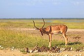 Impala and striped mongooses on a track Etosha Namibia 
