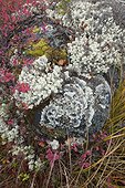 Lichens and bilberries in bog Hamra Sweden