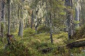 Undergrowth in primary forest Hamra Sweden 