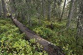 Chablis primary forest Hamra Sweden 