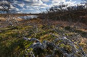 Birches and Blueberries National Park Sånfjället Sweden