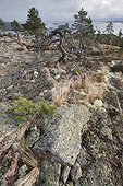 Reindeer Lichens on rock slab Skuleskogen Sweden