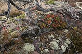 Reindeer lichen Dead tree and Blueberry Skuleskogen Sweden 