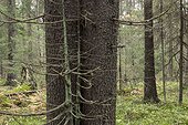 Nested trunks undergrowth Skuleskogen Sweden 