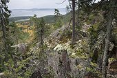 Boulders and moss reindeer Skuleskogen Sweden 