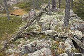 Lichens on rocks in rainforest Skuleskogen Sweden 