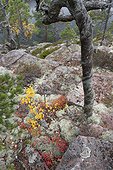 Blueberries and twisted trunk in the rocks Skuleskogen Sweden 