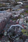 Rock slab covered with lichens Skuleskogen Sweden 