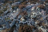 Rock slab covered with lichens Skuleskogen Sweden 