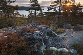 View of the Gulf of Bothnia at dawn PN Skuleskogen Sweden