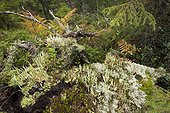 Lichens on moss undergrowth Skuleskogen Sweden 