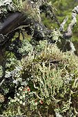 Lichens on moss undergrowth Skuleskogen Sweden 
