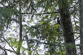 Three-toed  Woodpecker on trunk Skuleskogen Sweden 