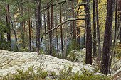 Reindeer moss undergrowth PN Tiveden Sweden