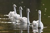 Young Whooper Swans on water Söderåsen Sweden 
