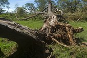 Acacia uprooted due of the high level of the lake Nakuru
