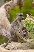 Yellow Baboon female and young Tsavo East Kenya 