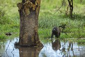 Male Anubis baboon on the flooded banks of Lake Nakuru